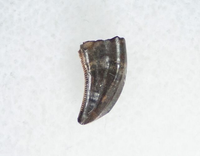 Dromaeosaur (Raptor) Tooth - Montana #11391